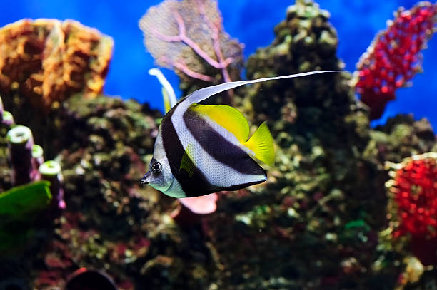 Front Page 34 Front Page -PetNest Shop 1.2