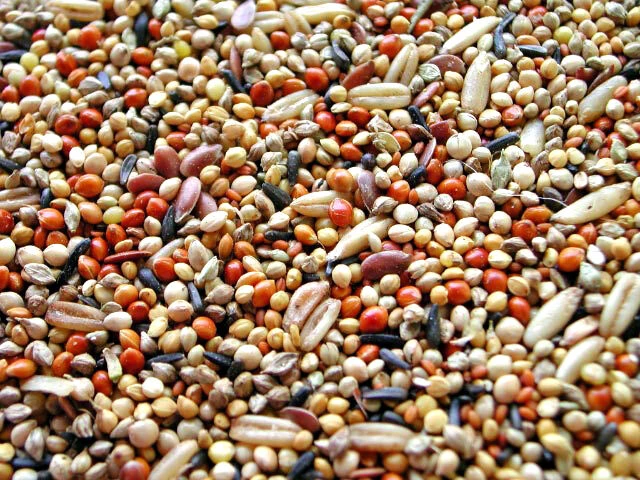 Willsbridge Budgie Tonic Extra 15kg 2 Willsbridge Budgie Tonic Extra 15kg - Image 2