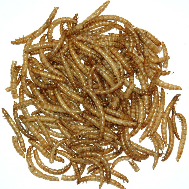 Albert E James Dried Mealworms 12.55kg 1 Albert E James Dried Mealworms 12.55kg