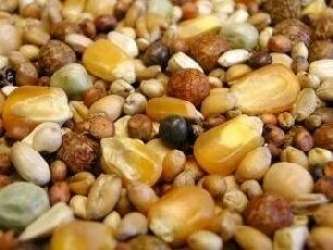 Willsbridge Pigeon Breeding Extra Mix 20kg 2 Willsbridge Pigeon Breeding Extra Mix 20kg - Image 2