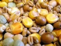 Willsbridge Pigeon Maintenance Mix 20kg -PetNest Shop 5494