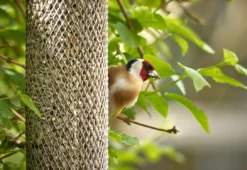 Peckish All Weather Sunflower Heart Feeder -PetNest Shop 57782