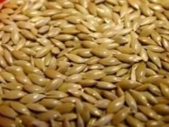 Countrywide Plain Canary Seed 20kg 3 Countrywide Plain Canary Seed 20kg -PetNest Shop 6399