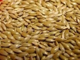 Countrywide Plain Canary Seed 20kg 2 Countrywide Plain Canary Seed 20kg - Image 2