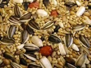 Willsbridge Parakeet Mix Bird Food 20kg 2 Willsbridge Parakeet Mix Bird Food 20kg - Image 2