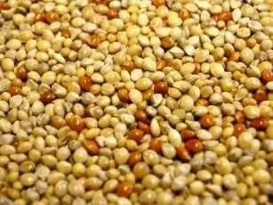 Countrywide Mixed Millet Seeds 20kg 2 Countrywide Mixed Millet Seeds 20kg - Image 2