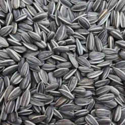 Bucktons Medium Sunflowers 12.75kg