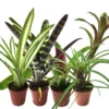 HabiStat Live Plants, Bromeliad Mix, 10 Plants