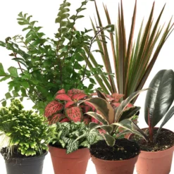 HabiStat Live Plants, Forest Mix, 20 Plants