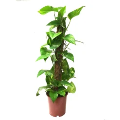 HabiStat Live Plants, Mosstok Pole