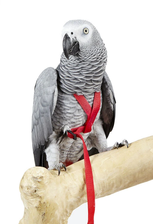 Sky Pet Products Avian Adventure Bird Harness Red 1 Sky Pet Products Avian Adventure Bird Harness Red