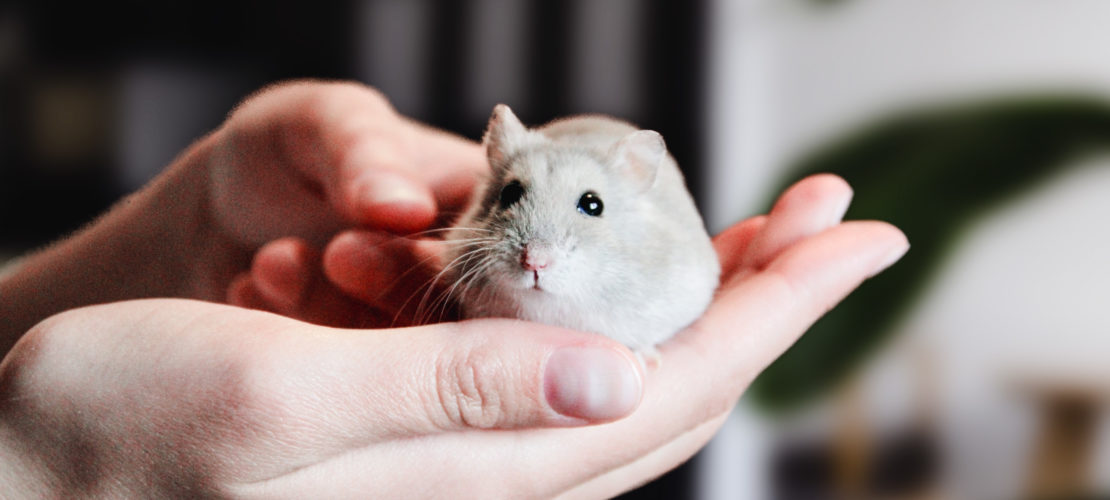 Front Page -PetNest Shop banner2