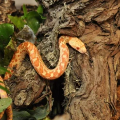 HabiStat Grapevine Natural -PetNest Shop hsgv 5