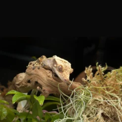 HabiStat Grapevine Sand Blasted -PetNest Shop hsgvs 6