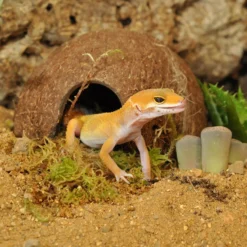 HabiStat Leopard Gecko Vivarium Accessory Kit 12 HabiStat Leopard Gecko Vivarium Accessory Kit -PetNest Shop hslgak 5