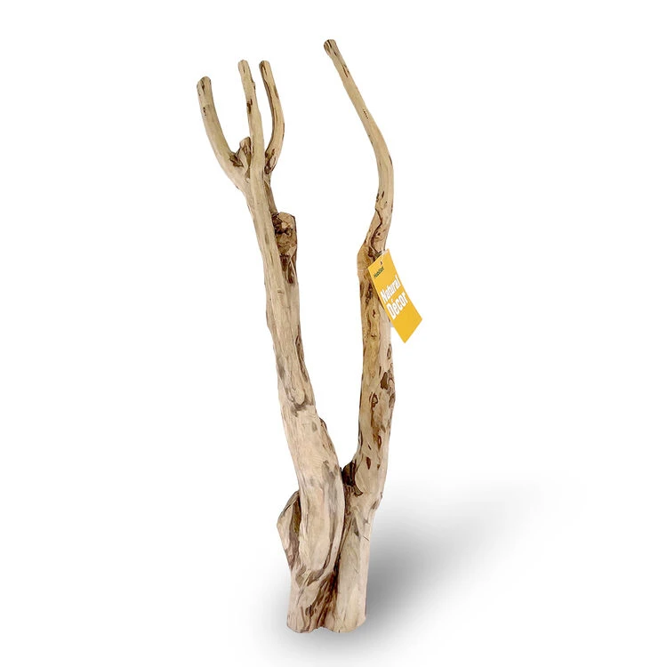 HabiStat Tea Tree Branch 1 HabiStat Tea Tree Branch