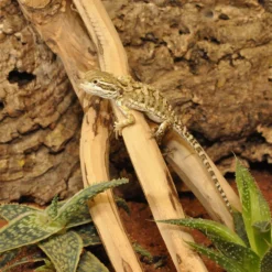 HabiStat Tea Tree Branch 8 HabiStat Tea Tree Branch -PetNest Shop hsntb 2