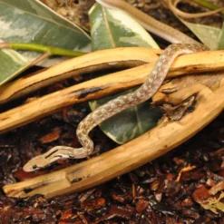 HabiStat Tea Tree Branch 9 HabiStat Tea Tree Branch -PetNest Shop hsntb 3