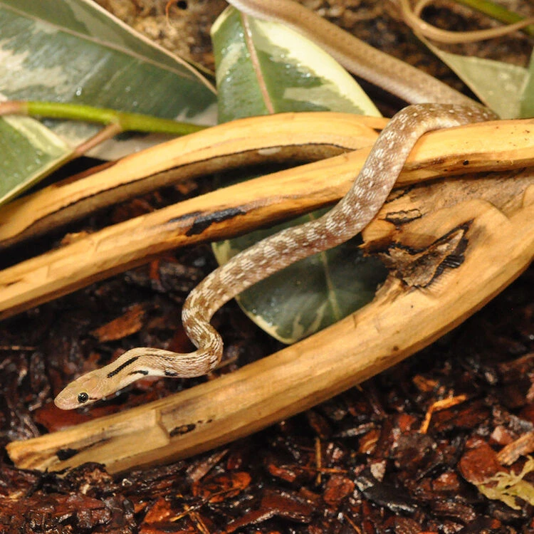 HabiStat Tea Tree Branch 4 HabiStat Tea Tree Branch - Image 4