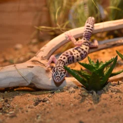 HabiStat Tea Tree Branch 10 HabiStat Tea Tree Branch -PetNest Shop hsntb 4