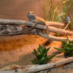 HabiStat Tea Tree Branch 11 HabiStat Tea Tree Branch -PetNest Shop hsntb 5