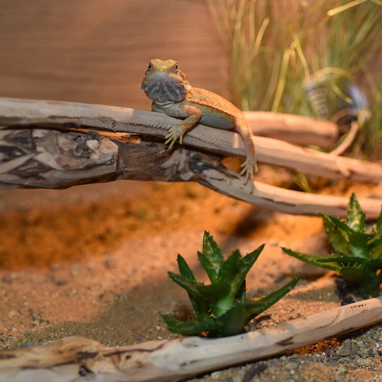 HabiStat Tea Tree Branch 6 HabiStat Tea Tree Branch - Image 6