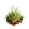 HabiStat Live Plants Savannah Mix 9 Plants
