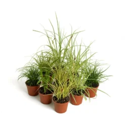 HabiStat Live Plants Savannah Mix 9 Plants