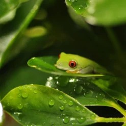 HabiStat Rainmaker Nozzle Set -PetNest Shop hsrmns 3