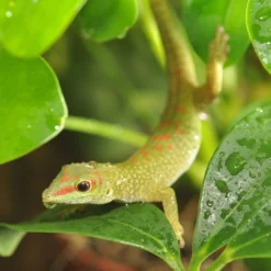 HabiStat Rainmaker Pro 25 HabiStat Rainmaker Pro -PetNest Shop hsrmp 13