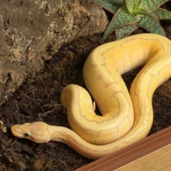 HabiStat Snake Accessory Kit 13 HabiStat Snake Accessory Kit -PetNest Shop hssak 7