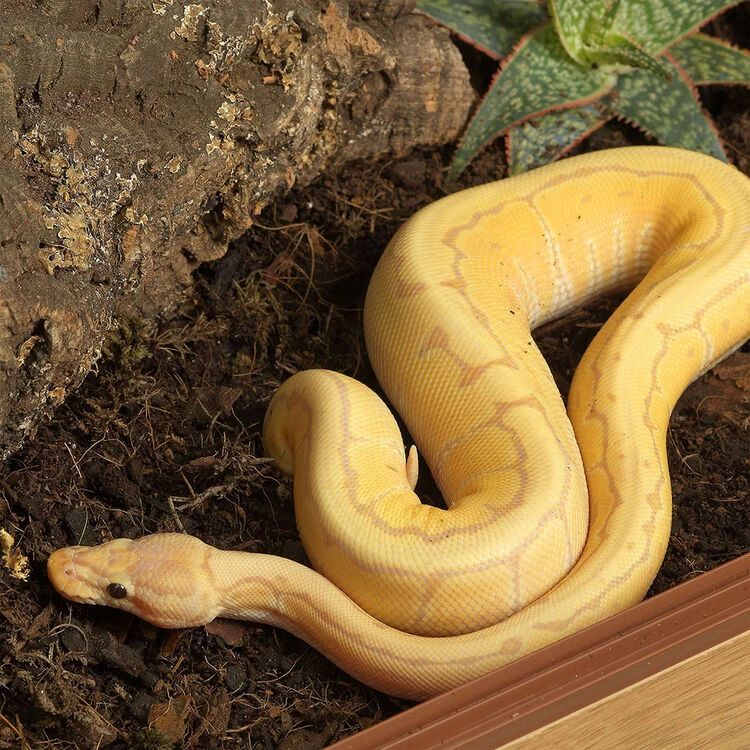 HabiStat Snake Accessory Kit 7 HabiStat Snake Accessory Kit - Image 7