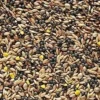 Johnston & Jeff Canary Favourite Mixed Seed 20kg